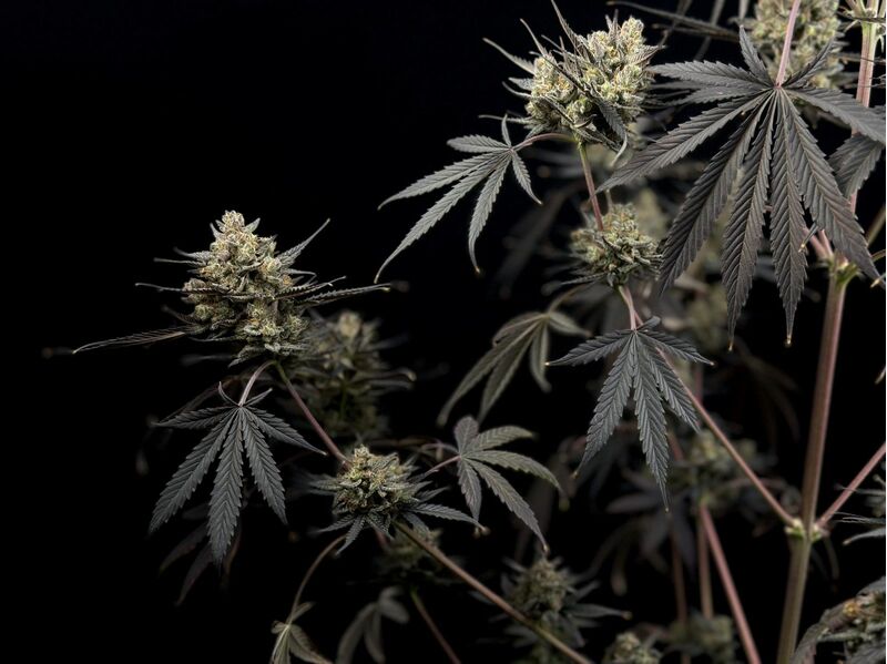 Pound Cake Auto, Фасовка: 1, изображение 6